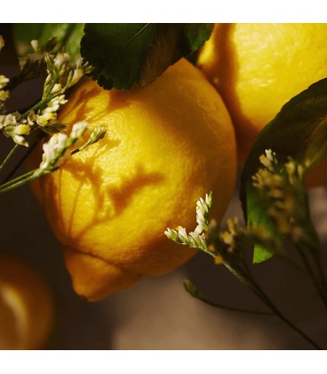 ریفیل شوینده دست و بدن لیمو و گل شاهپسند اسنسکو