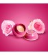 بالم محافظت کننده تندکر رز Tender care rose